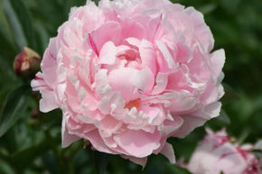 Pivoine 'Sarah Bernhardt'