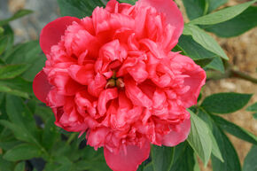 Pivoine 'Belgravia'