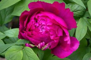 Pivoine arbustive 'Wu Long Peng Shen'