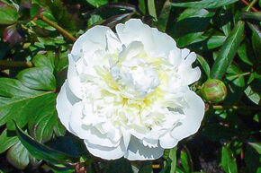 Pivoine 'Duchesse de Nemours'