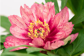 Pivoine itoh 'All that Jazz'