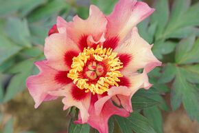 Pivoine Itoh 'Court Jester'