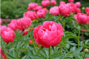 Pivoine 'Ellen Cowley'