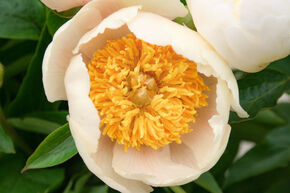 Pivoine 'Claire de Lune'