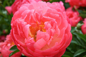 Pivoine 'Coral Sunset'