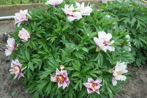 Pivoine Itoh 'Cora Louise'