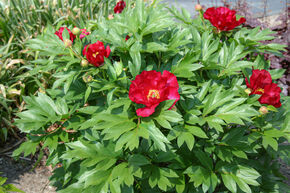 Pivoine Itoh 'Scarlet Heaven'
