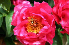 Pivoine 'Paula Fay'