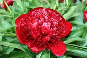 Pivoine 'Red Charm'