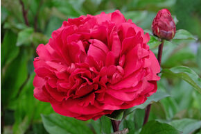 Pivoine 'Henry Bockstoce'