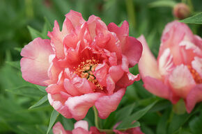 Pivoine Itoh 'Hillary'