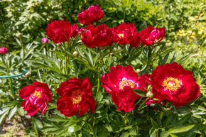 Poivoine 'Joyce Ellen'
