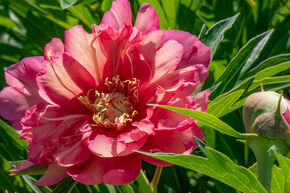 Pivoine 'Julia Rose'