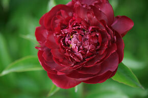 Pivoine 'Old Faithful'