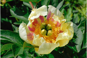 Pivoine 'Prairie Charme'