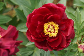 Pivoine 'Red Glory'