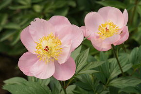 Pivoine 'Roselette'