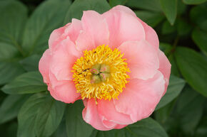Pivoine 'Salmon Chiffon'