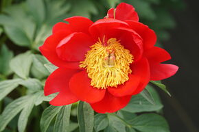 Pivoine Hybride 'Scarlet O'Hara'