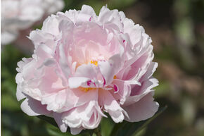Pivoine 'Shirley Temple'