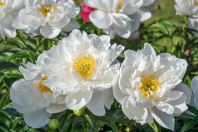 Pivoine 'White emperor' 