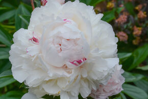 Pivoine 'Eskimo Pie'
