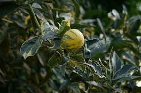 Orange panach�e 'Tarocco foliis variegatis'