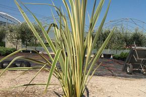 Lin panach� de Nouvelle-Z�lande