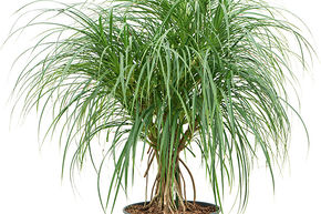 Pandanus stellatus