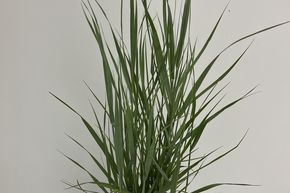 Panic �rig� 'Prairie Sky'