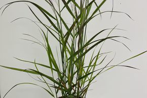 Panic �rig� 'Rotstrahlbusch'