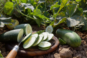 Concombre � salade Gundel BIO