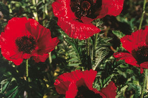 Pavot d'Orient 'Beauty of Livermere'
