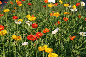 Pavot d'Islande 'Gartenzwerg'