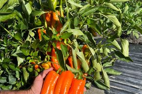 Piment pointu 'Timia'