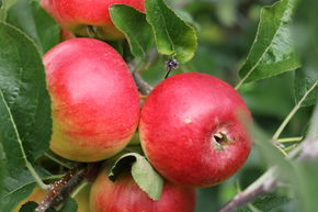 Pommier Lubera Paradis� Crispino�