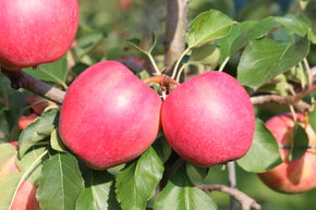 Pommier Paradis� 'Ladylike�'