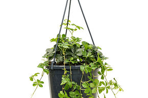 Parthenocissus striata