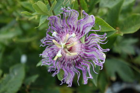 Passiflore rustique, fruit de la passion 'Eia Popeia'�
