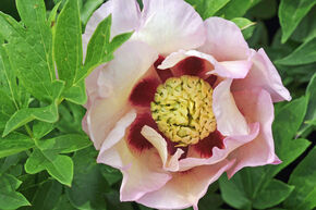 Pivoine Itoh 'Pastel Splendour'