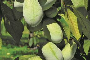 Asiminier, Pawpaw KSU Atwood�