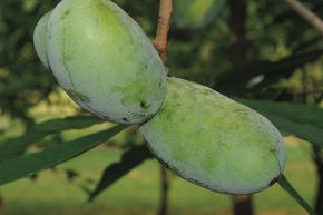Asiminier, Pawpaw NC1, Campbells Nr. 1