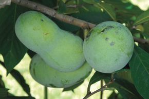 Asiminier, Pawpaw 'Pennsylvania Golden'