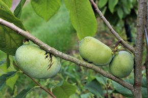 Asiminier, Pawpaw 'Prima'