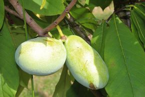 Asiminier, Pawpaw 'Sunflower'