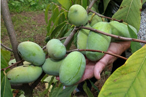 Pawpaw 'Wabash'