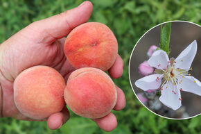 Fruttoni� Peachly� 'Lemon'