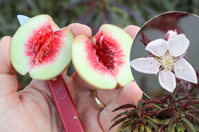 Fruttoni� Peachly� 'Red'