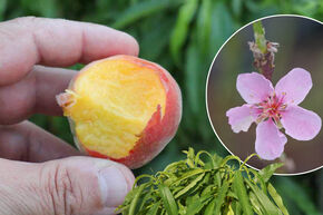 Fruttoni� Peachly� 'Yellow'