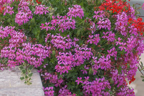 G�ranium suspendu, Rose (lot de 6)